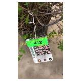 Little Princess Spirea 3 gallon pot