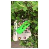 Little Princess Spirea 3 gallon pot