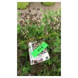 Little Princess Spirea 3 gallon pot