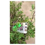 Little Princess Spirea 3 gallon pot