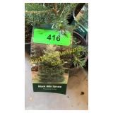 Black Hills Spruce 1 gal pot (QTY X 10)