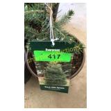Black Hills Spruce 1 gal pot (QTY X 10)