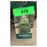 Black Hills Spruce 1 gal pot (QTY X 10)