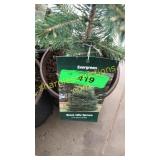 Black Hills Spruce 1 gal pot (QTY X 10)