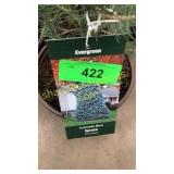 Colorado Blue Spruce 1 gal pot (QTY X 10)