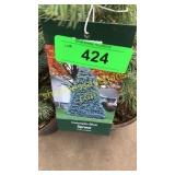 Colorado Blue Spruce 1 gal pot (QTY X 10)