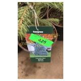 Colorado Blue Spruce 1 gal pot (QTY X 10)