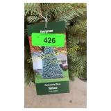 Colorado Blue Spruce 3 gal pot (QTY X 5)