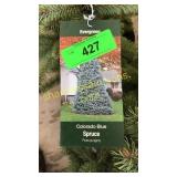 Colorado Blue Spruce 3 gal pot (QTY X 5)