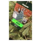 Colorado Blue Spruce 3 gal pot (QTY X 5)