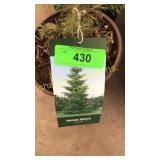 Norway Spruce 1 gal pot (QTY X 10)