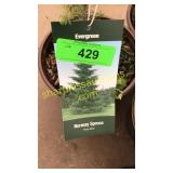 Norway Spruce 1 gal pot (QTY X 10)