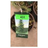 Norway Spruce 1 gal pot (QTY X 10)