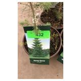 Norway Spruce 1 gal pot (QTY X 10)