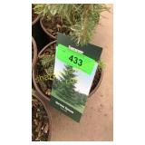 Norway Spruce 1 gal pot (QTY X 10)