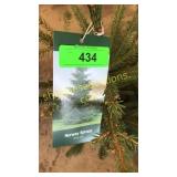 Norway Spruce 3 gal pot (QTY X 5)
