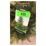 Norway Spruce 3 gal pot (QTY X 5)