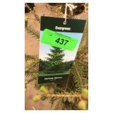 Norway Spruce 3 gal pot (QTY X 5)
