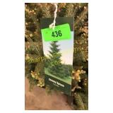 Norway Spruce 3 gal pot (QTY X 5)