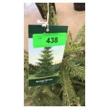 Norway Spruce 3 gal pot (QTY X 5)