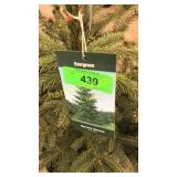 Norway Spruce 3 gal pot (QTY X 4)
