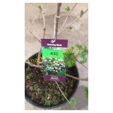 Snowball Viburnum 3 gallon pot