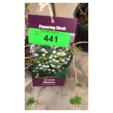Snowball Viburnum 3 gallon pot