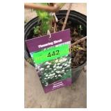 Snowball Viburnum 3 gallon pot