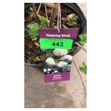 Snowball Viburnum 3 gallon pot