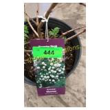 Snowball Viburnum 3 gallon pot