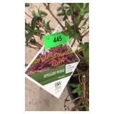 Spilled Wine Weigela 3 gallon pot