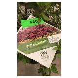 Spilled Wine Weigela 3 gallon pot