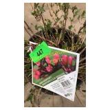 Spilled Wine Weigela 3 gallon pot