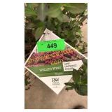 Spilled Wine Weigela 3 gallon pot