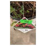 Spilled Wine Weigela 3 gallon pot