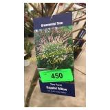 Dappled Tree Willow 7 gallon pot