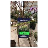 Dappled Tree Willow 7 gallon pot