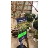 Dappled Tree Willow 7 gallon pot