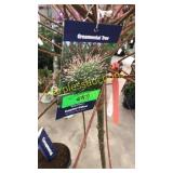 Dappled Tree Willow 7 gallon pot