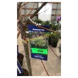 Dappled Tree Willow 7 gallon pot