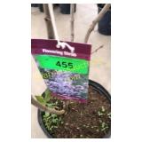 President Lincoln lilac 3 gallon pot