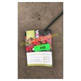 Double knockout rose 3 gallon pot