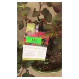 Double knockout rose 3 gallon pot