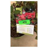 Double knockout rose 3 gallon pot