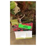 Double knockout rose 3 gallon pot