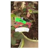 Double knockout rose 3 gallon pot