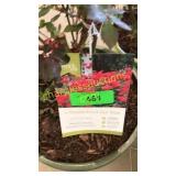 Double knockout rose 3 gallon pot