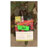 Double knockout rose 3 gallon pot