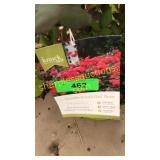 Double knockout rose 3 gallon pot