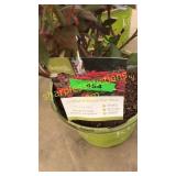 Double knockout rose 3 gallon pot